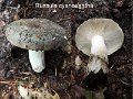 Russula cyanoxantha-amf1655